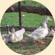 Spécialités canards de la ferme du kreuzweg en Alsace